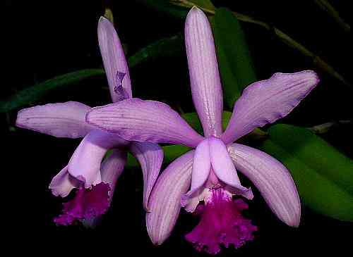 Cattleya intermedia venosa